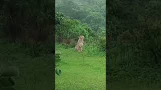 Lion#wildlife#jungle#shorts