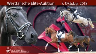 Westfälische Elite-Auktion, 7. Oktober 2018. Der Trailer