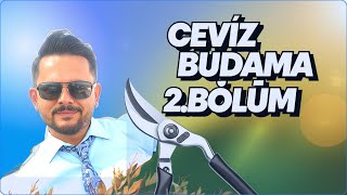 6 Yaşındaki Ceviz Ağacını Budamak İçin Harika Yöntemler! (Bölüm 2)