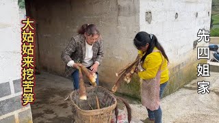 四姐大姑来玩，带大姑上山挖苦笋，没想到下雨过后苦笋疯狂生长