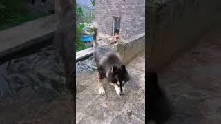 全心全意向你跑来的大狗狗~谁会不喜欢呢？#shorts #puppy #dawang #puppies #ctuedog #dogs