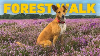 [NO ADS] Dog TV 🐾 Forest Dog Walk as Heather Blooms at End of Summer 🪻 Nature Sounds for Dogs