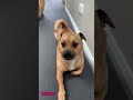 Хитрый песель dog video