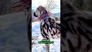 Kangal ve Çoban Köpeklerinin Hayatını Kurtaran Tasma 🐕‍🦺 🐺 ⚔️