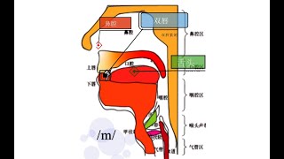 44/m/ 英语音标 舌位结构图 零基础英语学习 秒懂英语 发音部位图 Origans of Speech