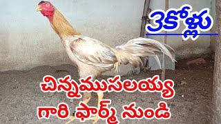 రేజా రిచ్ వాటం పుంజులు పెట్ట #77807 22788 #mettavatam kollu #jathikollu #birds