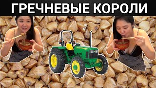 Почему колбасит гречку?