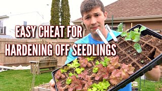 The Cheaters Way of Hardening Off Seedlings