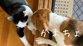 先輩猫さんに遊んでもらいたかったビーグル犬さつき氏  Satsuki the Beagle