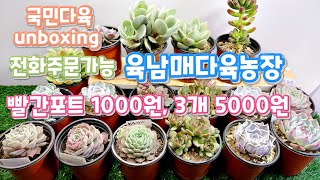 1000원, 2000원 빨간포트 다육이가 3개 5000원 국민다육  🧡전화주문도 가능🧡☆💜육남매다육농장💜 ☆ #다육이를부탁해 多肉植物, succulent, たにくしょくぶつ