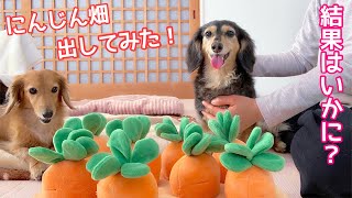 【ダックスフンド】一年ぶりに出してみたら？反応がおもしろすぎた！！