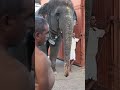 திருச்செந்தூர் தெய்வானை viralvideo motivation viralshorts shorts short elephant trending love dev