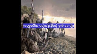 ကမာၻေပၚက မပ်ံနိင္တဲ့ ငွက္ ၁၀ မ်ိဳး