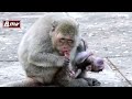 mom gives birth to baby monkey and eats placenta 赤ちゃん猿を出産直後、胎盤を食べる. 小猿 monpai monyet