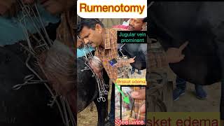 Jugular prominent l Brisket oedema l Rumenotomy l Dr Umar Khan