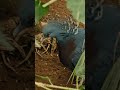 victoria crowned pigeon yawning the glamorous bird