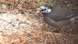 畑にまかれた糠をムクドリが食べています。The white-checked starling are eating bran that has been spread on the field.