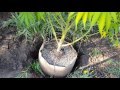 Growing Cannabis with Tyler: Budding in the first week of August!