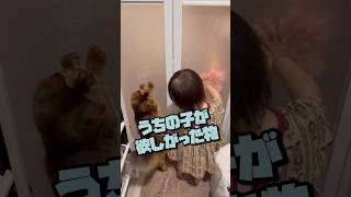 飼い主の行動に協力する猫が優しい