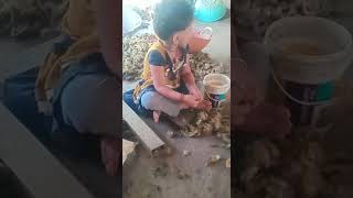 Small Kid peeling arecanut#viral video through whatsapp status#ಅಡಿಕೆ ಸಿಪ್ಪೆ ಸುಲಿಯುತ್ತಿರುವ ಪುಟ್ಟ ಮಗು#