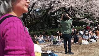 東京お花見散歩　満開　新宿御苑の桜　2018.3.29  Sakura