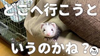 【検証】飼い主と遊びたくてたまらないフェレットはどこまでついてくるのか？