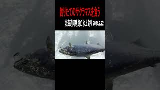 2024.2.22  釣りたてのサクラマスを食う　北海道阿寒湖の氷上釣り＃shorts