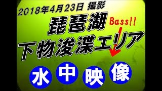 2018年4月23日 琵琶湖 水中映像【下物エリア】（四国パラダイス 特別編）