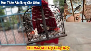 Mua Sâu Rồng Cho Chim Và Đổi Chim Chào Mào Mồi Lấy Lồng B.ẫy Một Mặt Cho Cu Em // Chiến Ơi