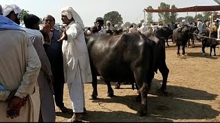 Top class buffaloes at fateh pur cattle market | Soda ktny m hoa ?