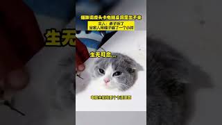 淘气猫咪头卡桌洞里出不来一脸生无可恋 可爱到爆炸丨热搜研究员