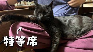 飼い主の膝の上でくつろぐ黒猫が可愛すぎました