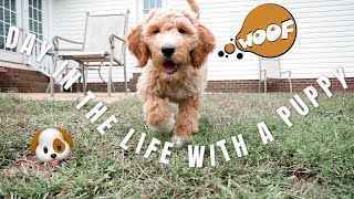 DAY IN THE LIFE WITH A GOLDENDOODLE PUPPY