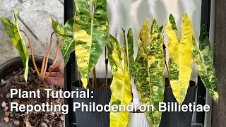 Tutorial: Repotting Philodendron Billietiae Variegated. 🌿 #billietiae #tutorial #plants