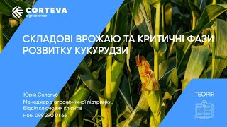 Агропоради від Corteva. Серія 39. Теорія. Складові врожаю та критичні фази розвитку кукурудзи