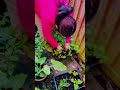 Harvesting organic herbs in my little garden#lovegardening #gardeningvideos #gardenscapes #mygarden