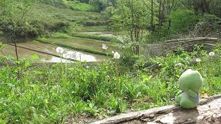 田植えが終わったばかりの田んぼをながめて、ほっこり。にぎやかなカエルの声が聞こえる。2020年５月５日