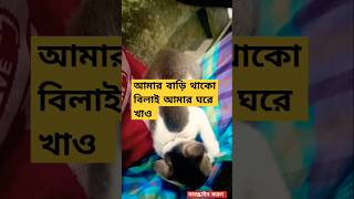 আমার বাড়ি থাকো বিলাই আমার ঘরে খাও #funny #youtubeshorts #cat #lovelyecats #cat #catlover