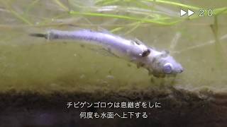 チビゲンゴロウの嗅覚とカイミジンコのパワー