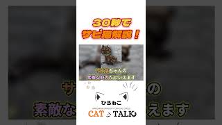 【猫】30秒解説！サビ猫ってどんな猫？#shorts