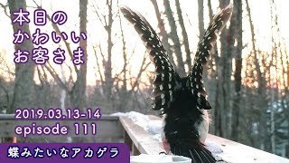 『蝶のようなアカゲラ』2019/03/13-14 本日のかわいいお客さま