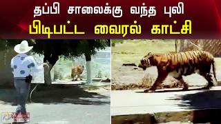 கூண்டில் இருந்து தப்பி சாலைக்கு வந்த புலி