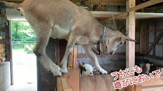 うちにも遊びにおいでと誘う「あすか」　冷えピタ姉妹　2020年7月12日　手作りヤギ牧場　Goat inviting you to the room