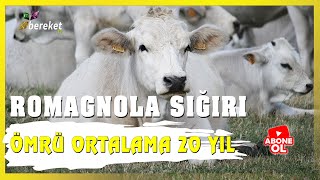 Hayvan Irkları - Romagnola Sığır Irkı