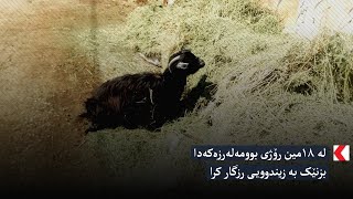 لە ١٨مین رۆژی بوومەلەرزەکەدا بزنێک بە زیندوویی رزگار کرا