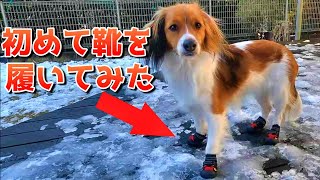 初めて犬用の靴を履いたユキの動きが面白かった