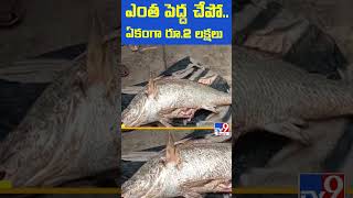 ఎంత పెద్ద చేపో.. ఏకంగా రూ.2 లక్షలు..! - TV9