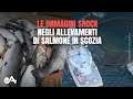 immagini shock: indagine negli allevamenti di salmoni in Scozia | Essere Animali