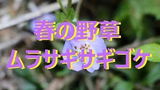 【石川散策】　春の野草　「ムラサキサギゴケ」