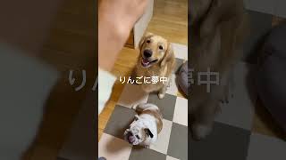 【ゴールデンレトリバー】りんごに夢中 #dog #shorts